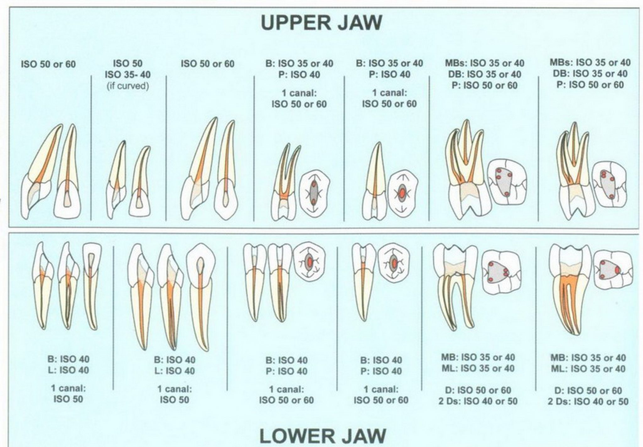 Endodontic Chart